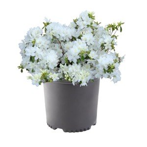 1 Gallon Delaware Valley Azalea Shrub