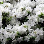 1 Gallon Delaware Valley Azalea Shrub