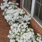 1 Gallon Delaware Valley Azalea Shrub