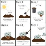 1 Gallon Delaware Valley Azalea Shrub