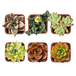 Succulent Plants (6 Pack), Live Assorted Succulents Fully Rooted in 2" Pots with Soil, Unique Potted House Plants for DIY, Home Decor, Wedding Party Favor Gift, Easy to Grow
