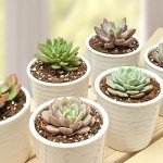 Succulent Plants (6 Pack), Live Assorted Succulents Fully Rooted in 2" Pots with Soil, Unique Potted House Plants for DIY, Home Decor, Wedding Party Favor Gift, Easy to Grow