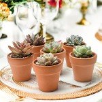 Succulent Plants (6 Pack), Live Assorted Succulents Fully Rooted in 2" Pots with Soil, Unique Potted House Plants for DIY, Home Decor, Wedding Party Favor Gift, Easy to Grow