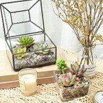 Succulent Plants (6 Pack), Live Assorted Succulents Fully Rooted in 2" Pots with Soil, Unique Potted House Plants for DIY, Home Decor, Wedding Party Favor Gift, Easy to Grow