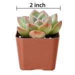 Succulent Plants (6 Pack), Live Assorted Succulents Fully Rooted in 2" Pots with Soil, Unique Potted House Plants for DIY, Home Decor, Wedding Party Favor Gift, Easy to Grow