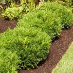 Brighter Blooms - Soft Touch Holly Shrub, 1 Gal. - No Shipping to AZ, OR