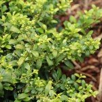 Brighter Blooms - Soft Touch Holly Shrub, 1 Gal. - No Shipping to AZ, OR