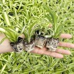 Spider Plant Variety Pack - 4 Spider Plants Live House Plants - Ocean, Hawaiian, Green, Bonnie Curly - Perfect for Home Garden & Office Decor - Ideal for Indoor Air Quality & Easy to Care