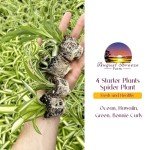 Spider Plant Variety Pack - 4 Spider Plants Live House Plants - Ocean, Hawaiian, Green, Bonnie Curly - Perfect for Home Garden & Office Decor - Ideal for Indoor Air Quality & Easy to Care