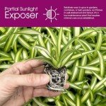 Spider Plant Variety Pack - 4 Spider Plants Live House Plants - Ocean, Hawaiian, Green, Bonnie Curly - Perfect for Home Garden & Office Decor - Ideal for Indoor Air Quality & Easy to Care