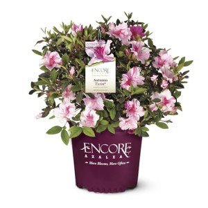 2 Gallon Encore Azalea Autumn Twist Shrub