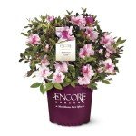 2 Gallon Encore Azalea Autumn Twist Shrub