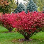10 Dwarf Burning Bushes - 6-12" Tall Live Plants - Hardy Red Shrubs - Bare Root Saplings - Euonymus alatus - (10 Pack)