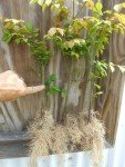 10 Dwarf Burning Bushes - 6-12" Tall Live Plants - Hardy Red Shrubs - Bare Root Saplings - Euonymus alatus - (10 Pack)