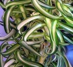 Bonnie Curly Spider Plant - Easy - Cleans The Air - 4" Pot - Grown by Hirt's Gardens