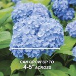 Garden State Bulb Nikko Blue Hydrangea Shrub, Bare Root, Spring Planting (Bag of 1)