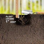Garden State Bulb Nikko Blue Hydrangea Shrub, Bare Root, Spring Planting (Bag of 1)