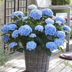 Garden State Bulb Nikko Blue Hydrangea Shrub, Bare Root, Spring Planting (Bag of 1)