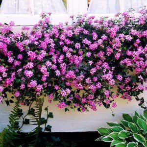 Set 2 Purple Trailing Lantana Plants Live for Planting Outdoors, Lantana Live Plants, Well Rooted, Live Lantana Plants, Lantana Perennial Plants