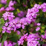 Set 2 Purple Trailing Lantana Plants Live for Planting Outdoors, Lantana Live Plants, Well Rooted, Live Lantana Plants, Lantana Perennial Plants