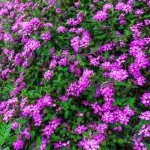 Set 2 Purple Trailing Lantana Plants Live for Planting Outdoors, Lantana Live Plants, Well Rooted, Live Lantana Plants, Lantana Perennial Plants