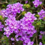 Set 2 Purple Trailing Lantana Plants Live for Planting Outdoors, Lantana Live Plants, Well Rooted, Live Lantana Plants, Lantana Perennial Plants
