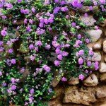 Set 2 Purple Trailing Lantana Plants Live for Planting Outdoors, Lantana Live Plants, Well Rooted, Live Lantana Plants, Lantana Perennial Plants