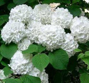 2 Japanese Snowball Bushes/Shrubs - 12-18" Tall Live Plants - Blackgum Seedlings - Viburnum Plicatum - (2 Pack)
