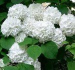 2 Japanese Snowball Bushes/Shrubs - 12-18" Tall Live Plants - Blackgum Seedlings - Viburnum Plicatum - (2 Pack)