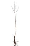 2 Japanese Snowball Bushes/Shrubs - 12-18" Tall Live Plants - Blackgum Seedlings - Viburnum Plicatum - (2 Pack)