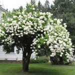 2 Japanese Snowball Bushes/Shrubs - 12-18" Tall Live Plants - Blackgum Seedlings - Viburnum Plicatum - (2 Pack)