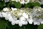 2 Japanese Snowball Bushes/Shrubs - 12-18" Tall Live Plants - Blackgum Seedlings - Viburnum Plicatum - (2 Pack)