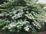 2 Japanese Snowball Bushes/Shrubs - 12-18" Tall Live Plants - Blackgum Seedlings - Viburnum Plicatum - (2 Pack)