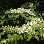 2 Japanese Snowball Bushes/Shrubs - 12-18" Tall Live Plants - Blackgum Seedlings - Viburnum Plicatum - (2 Pack)