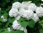 2 Japanese Snowball Bushes/Shrubs - 12-18" Tall Live Plants - Blackgum Seedlings - Viburnum Plicatum - (2 Pack)