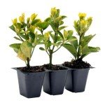 Golden Euonymus Shrubs | 3 Live Plants in 2.5-inch Nursery Cubes | Easy-Care Evergreen | Japonica ‘Aureo-Marginatus’ | Variegated Yellow-Green Foliage | Outdoor Hedges & Shrubs for Home & Garden