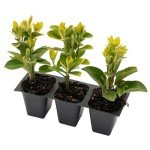 Golden Euonymus Shrubs | 3 Live Plants in 2.5-inch Nursery Cubes | Easy-Care Evergreen | Japonica ‘Aureo-Marginatus’ | Variegated Yellow-Green Foliage | Outdoor Hedges & Shrubs for Home & Garden