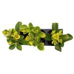 Golden Euonymus Shrubs | 3 Live Plants in 2.5-inch Nursery Cubes | Easy-Care Evergreen | Japonica ‘Aureo-Marginatus’ | Variegated Yellow-Green Foliage | Outdoor Hedges & Shrubs for Home & Garden