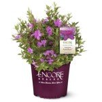 Autumn Amethyst Encore Azalea (1 Gallon) - Purple, Pink Flowering Shrub - Reblooming Rhododendron Plants