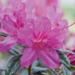 Autumn Amethyst Encore Azalea (1 Gallon) - Purple, Pink Flowering Shrub - Reblooming Rhododendron Plants