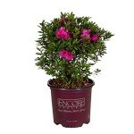 Autumn Amethyst Encore Azalea (1 Gallon) - Purple, Pink Flowering Shrub - Reblooming Rhododendron Plants