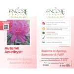 Autumn Amethyst Encore Azalea (1 Gallon) - Purple, Pink Flowering Shrub - Reblooming Rhododendron Plants