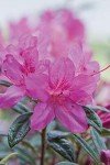 Autumn Amethyst Encore Azalea (1 Gallon) - Purple, Pink Flowering Shrub - Reblooming Rhododendron Plants