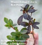 Autumn Amethyst Encore Azalea (1 Gallon) - Purple, Pink Flowering Shrub - Reblooming Rhododendron Plants