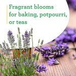 Bonnie Plants Lavender Live Edible Aromatic Herb Plant - 4 Pack, 12 - 14 in. Tall Plant, Baking, Teas, Sugars, Jellies