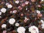 Summer Wine® Black Ninebark Shrub - New - Showy Flower - Hardy - Proven Winners