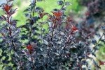 Summer Wine® Black Ninebark Shrub - New - Showy Flower - Hardy - Proven Winners