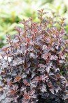 Summer Wine® Black Ninebark Shrub - New - Showy Flower - Hardy - Proven Winners