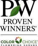 Summer Wine® Black Ninebark Shrub - New - Showy Flower - Hardy - Proven Winners