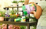 Miracle-Gro Water Soluble Bloom Booster Flower Food, Plant Food for Annual and Perennial Flowers, In-Ground and Container Plants, Roses, Hydrangeas, Hibiscus, 5.5 lb.